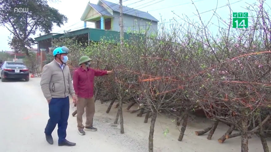 Cận Tết Nguyên đán, "thủ phủ" đào phai xứ Thanh được mùa, được giá